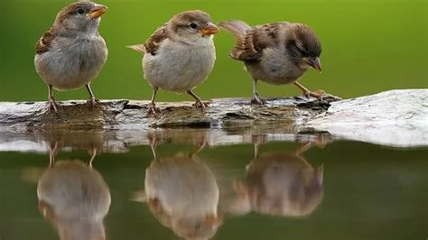 Birds of the air