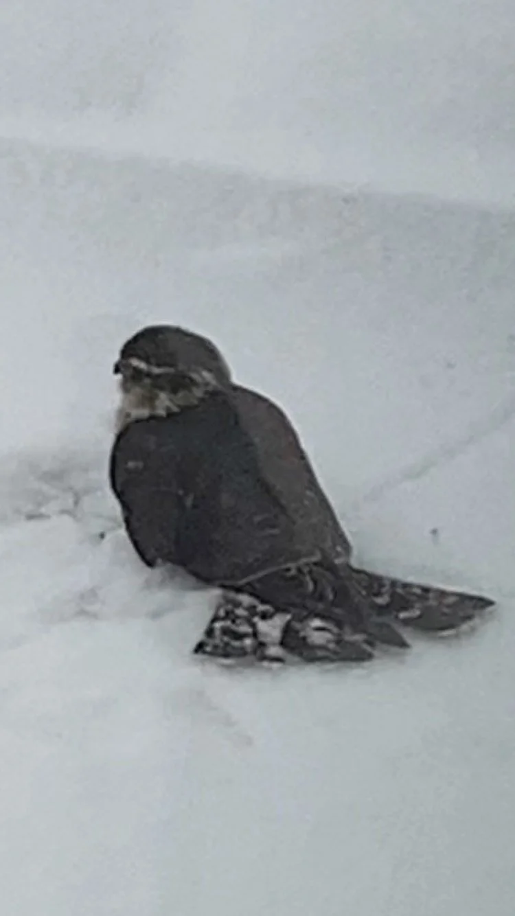 Merlin