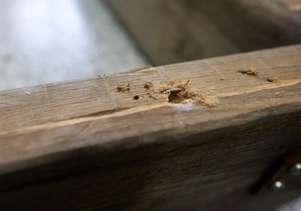 Digging out a staple