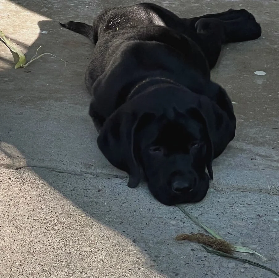 this was the hardest journaling-session-turned-blog-post I’ve ever written. but as much as reliving such a traumatic moment felt like an shitty emotional rollercoaster I didn’t voluntarily agree to get on, it was ultimately therapeutic fo