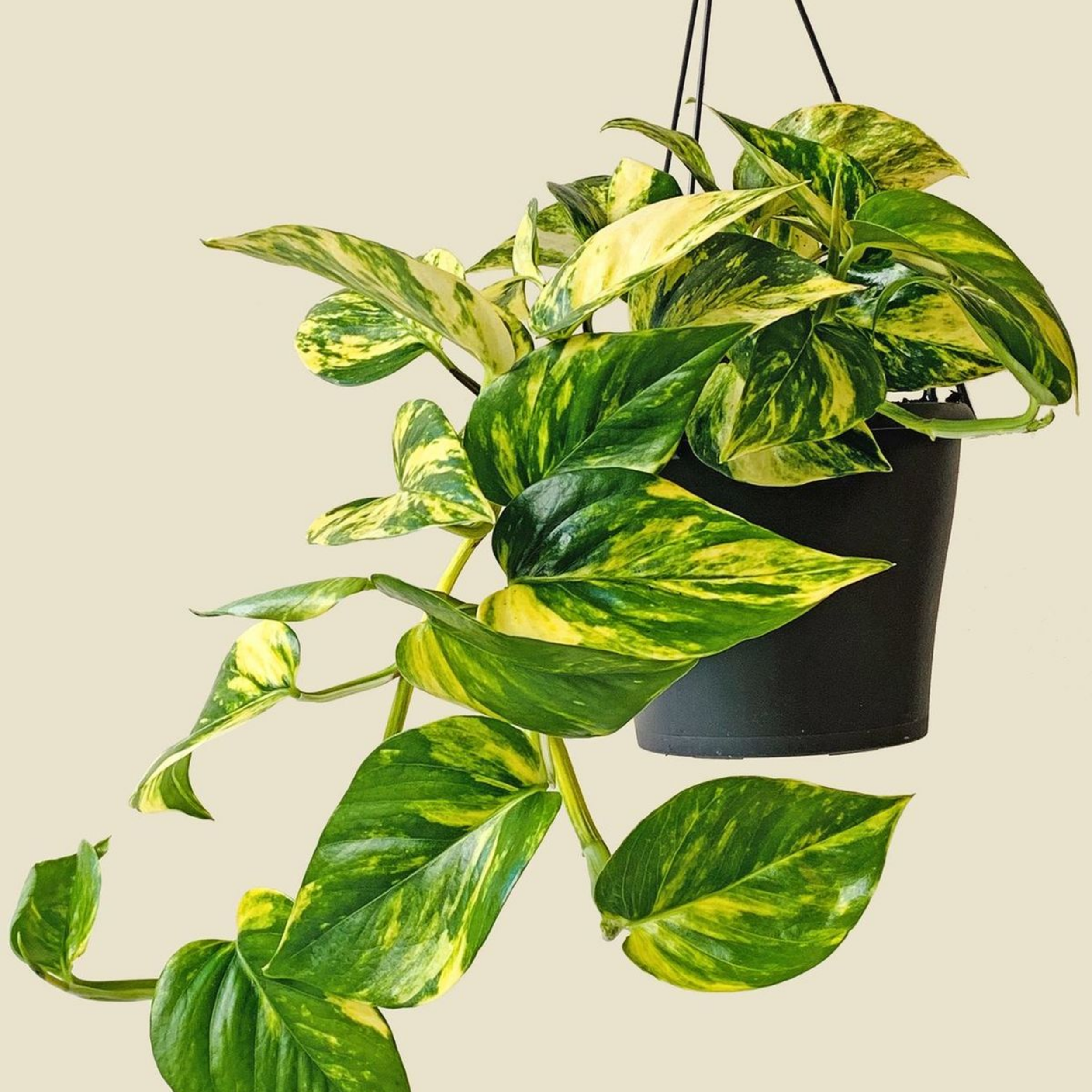 5 Calming Indoor Plants Best for Your Mood &amp; Spaces