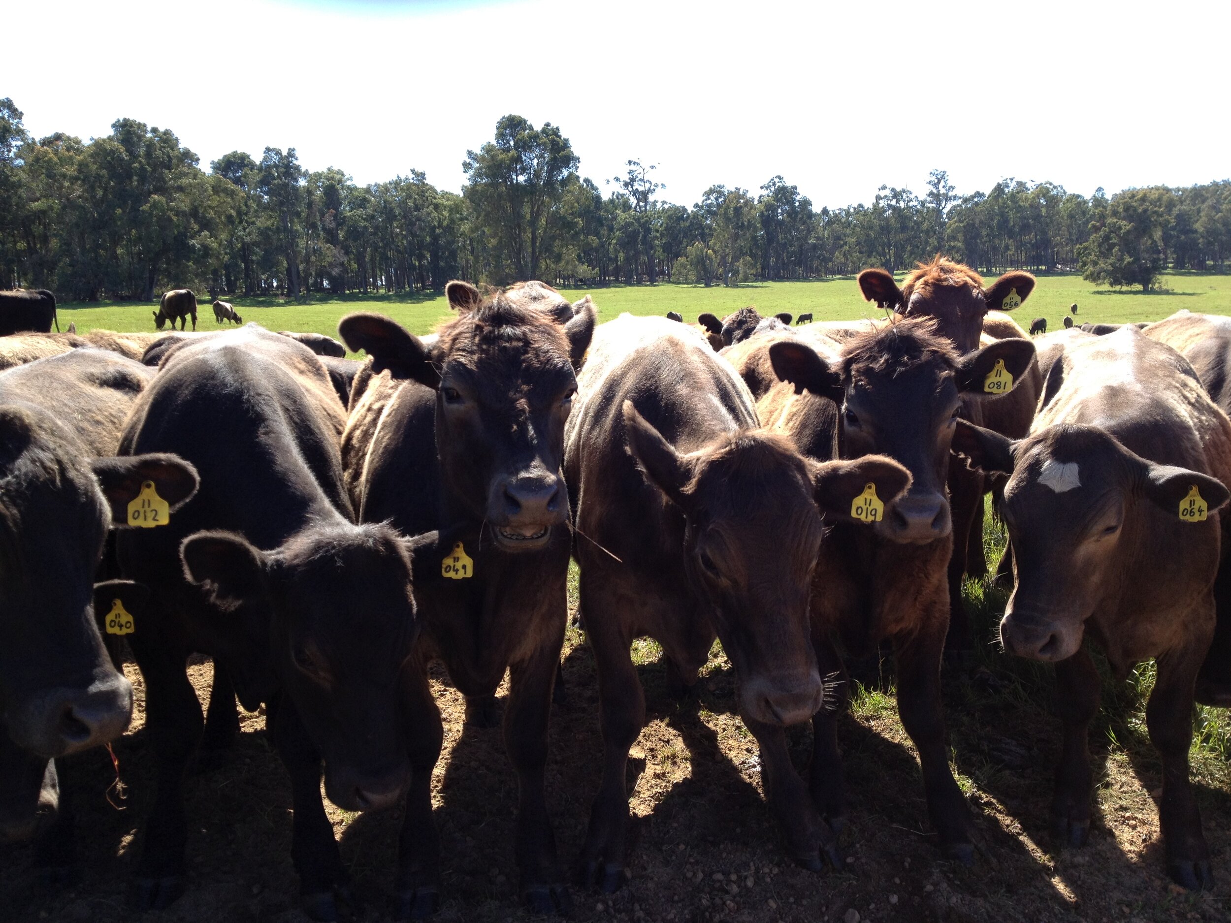 Red-Poll-cows-2.jpg