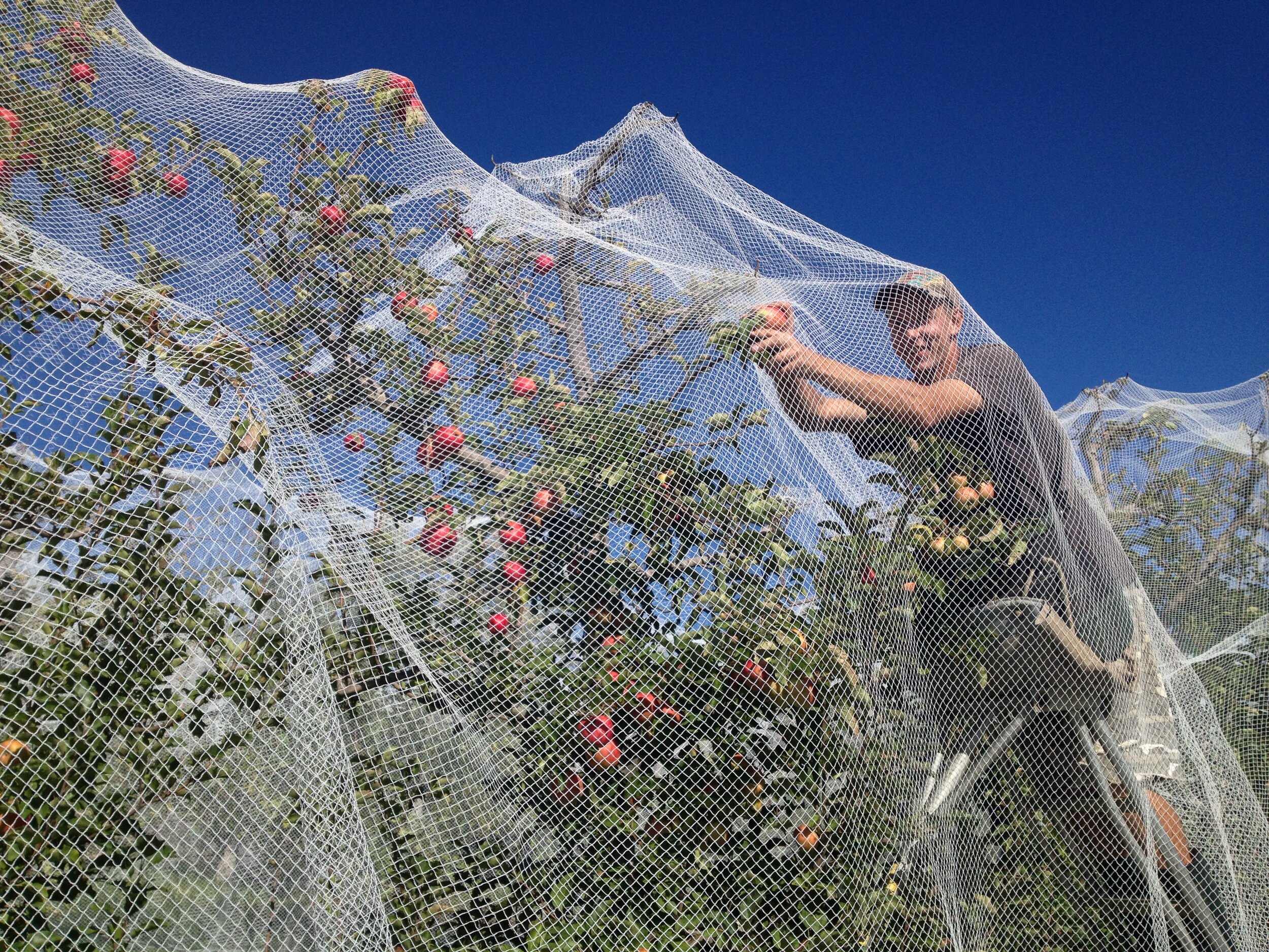 WWOOF-picker-under-netting.jpg
