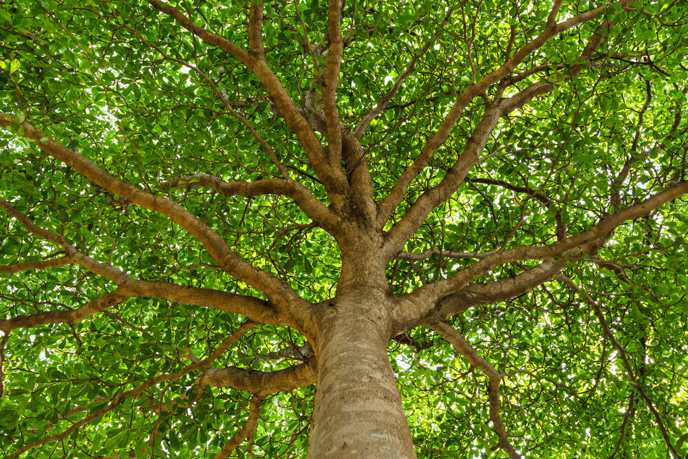 THRIVE - To Grow or Develop Vigorously