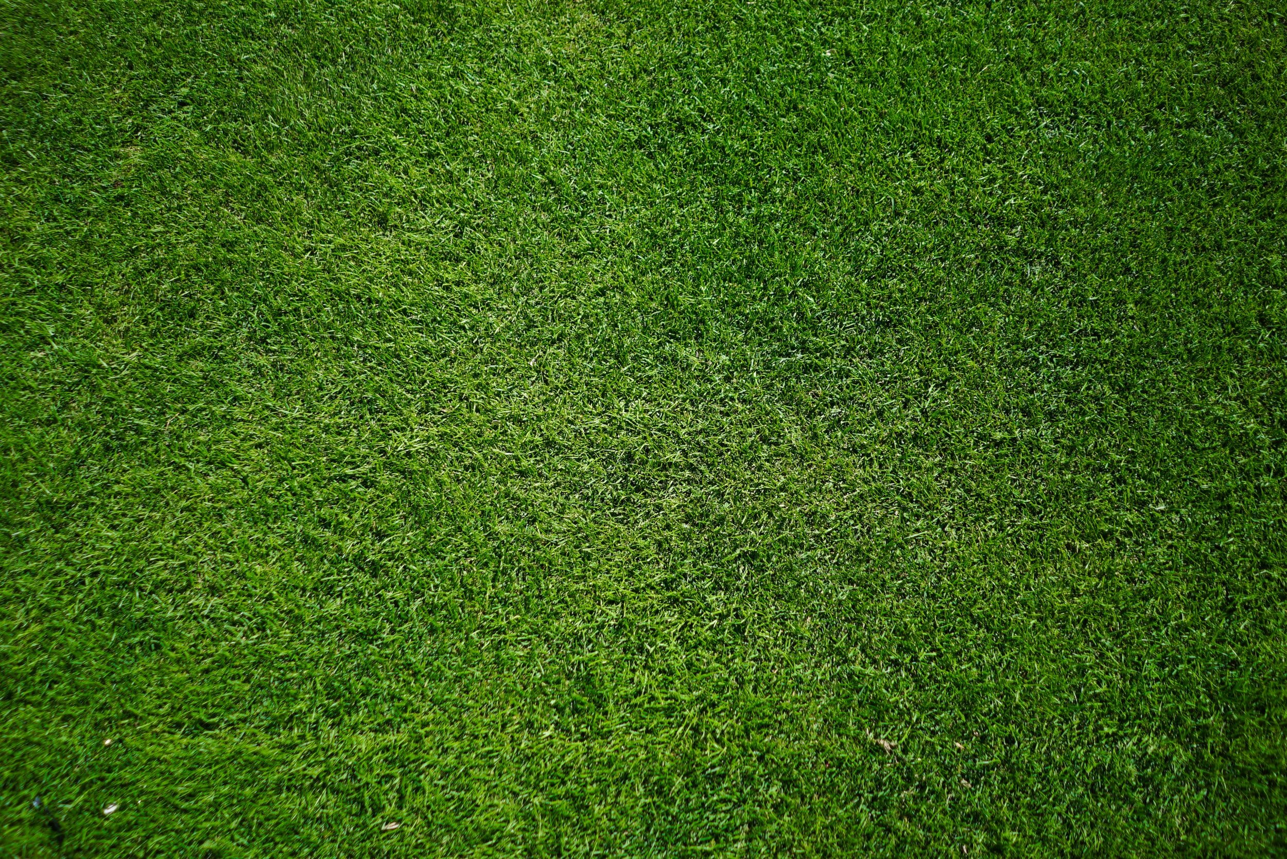 We’re "Passionate" About Turf