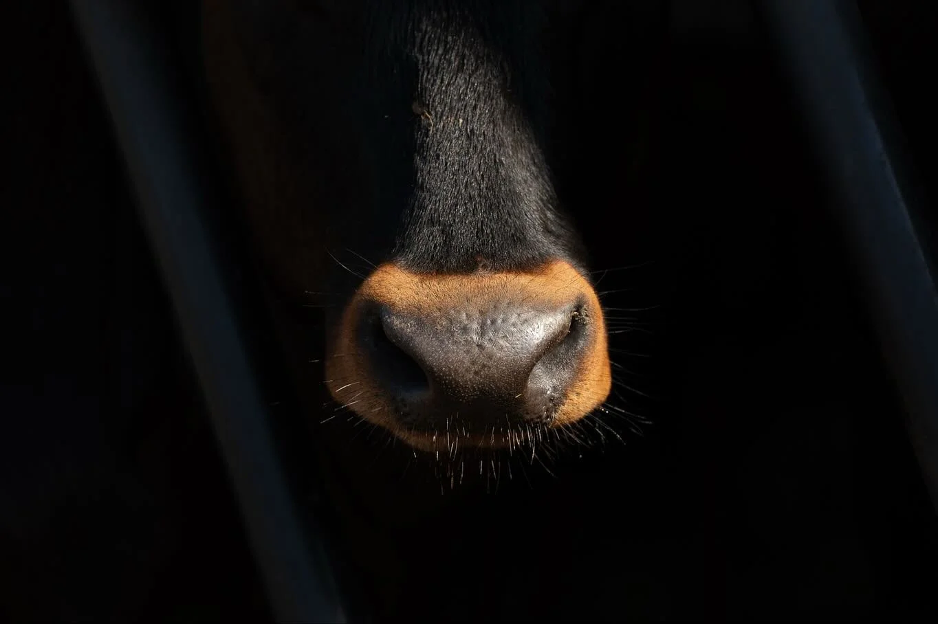 Two shiny wet noses @trewayfarm 🐮 

&mdash;-
#farmphotography #portraitphotography #cornwallphotographer #cornwall #lovecornwall