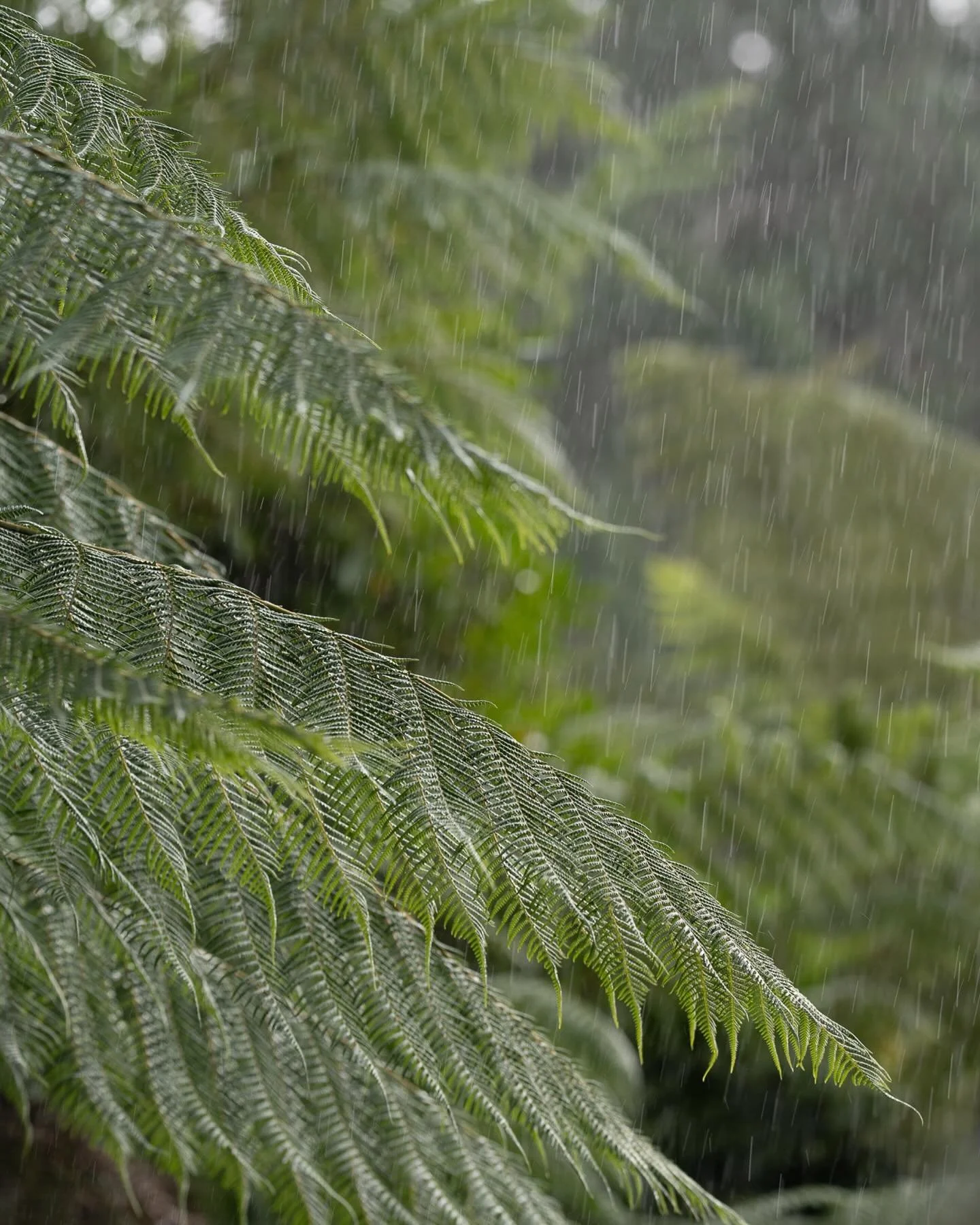 Showers and a little sun in the Cornish rainforest @trebahgardencornwall this week. I love that place, so much fun exploring all the winding paths with Swift. And always an ice cream on the beach at the bottom. 

#trebahgarden #cornwallphotography #f