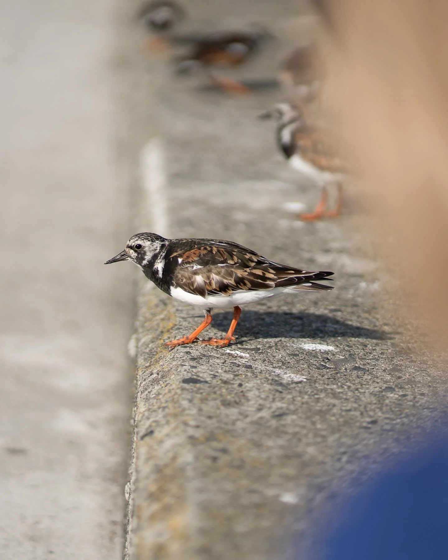 Postcards from Penzance, holidaying in our own county 💙

#penzance #lovecornwall #travelphotographer #cornwall #travelphotography