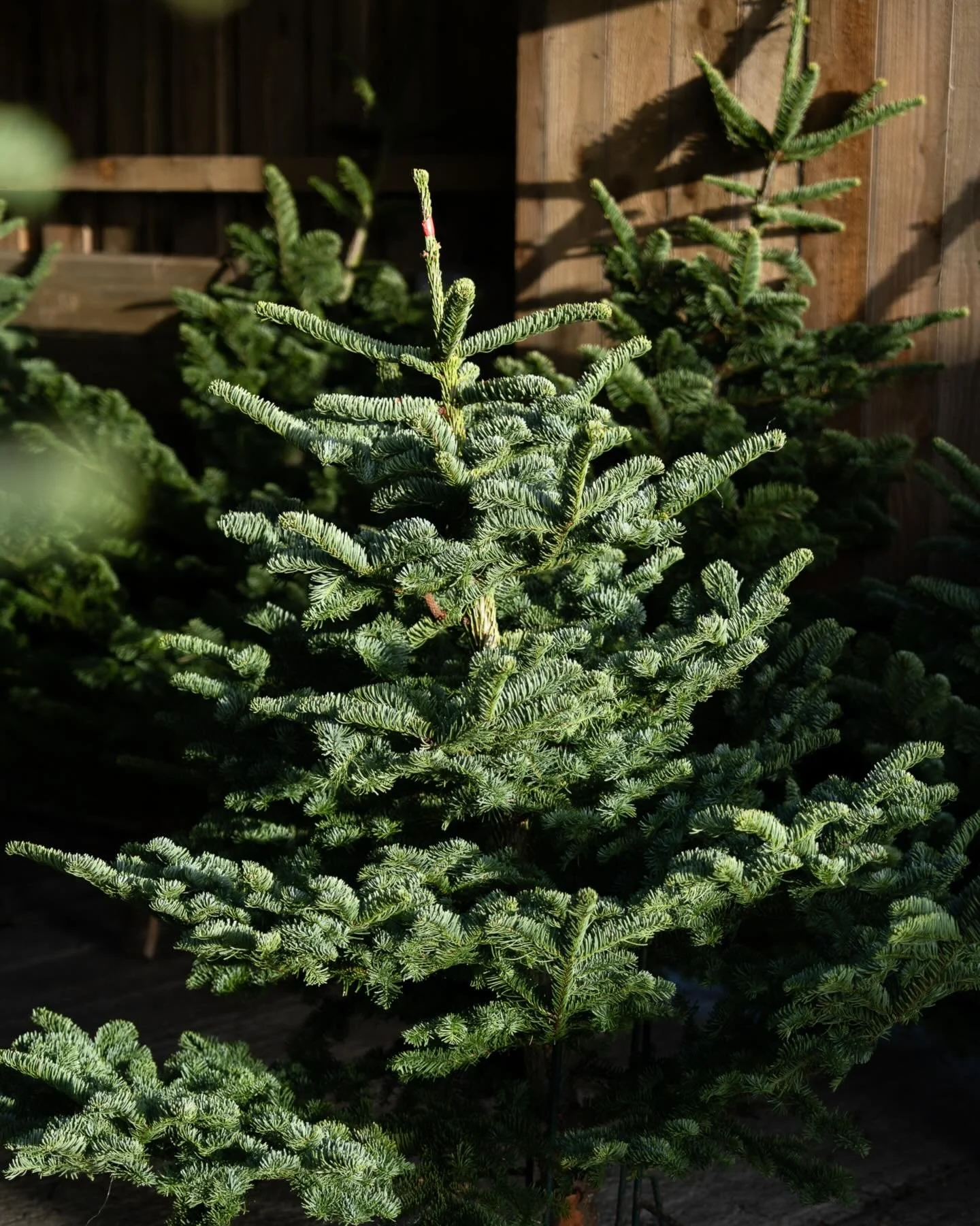 My last shoot of the year at one of my 2025 happy places, @pendowerfarmshop.

For many of us on the Roseland Peninsula, Christmas prep starts and ends at Pendower Farm Shop. Early December to select a Christmas tree. Christmas Eve to collect our food