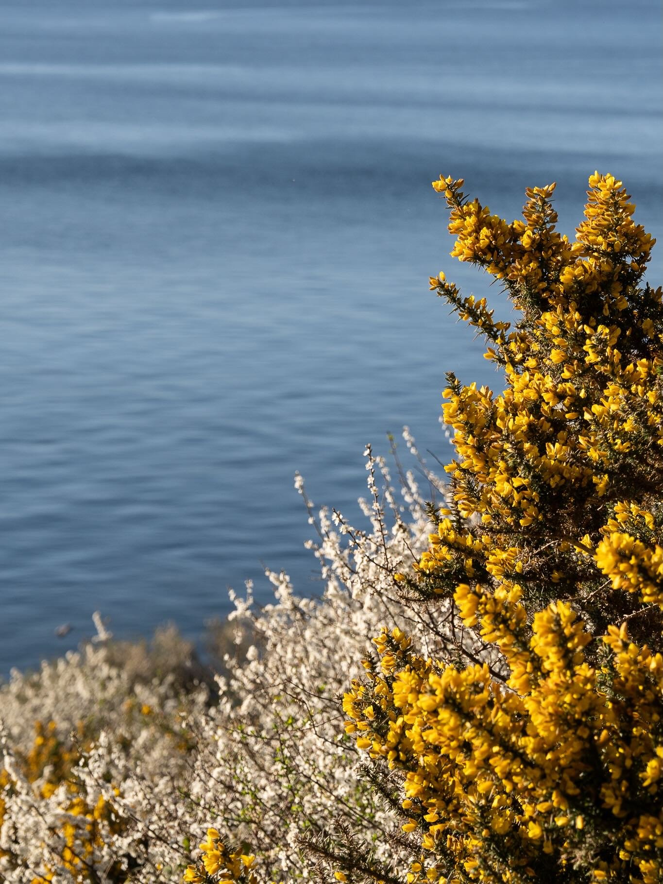 It won&rsquo;t be long until our coast paths burst into life again. Sparkling blue sea and sky, glorious yellow and white hedgerows, and warm golden sunshine. There&rsquo;s no place like Cornwall in the spring. 

And I&rsquo;ve got some good news! I&