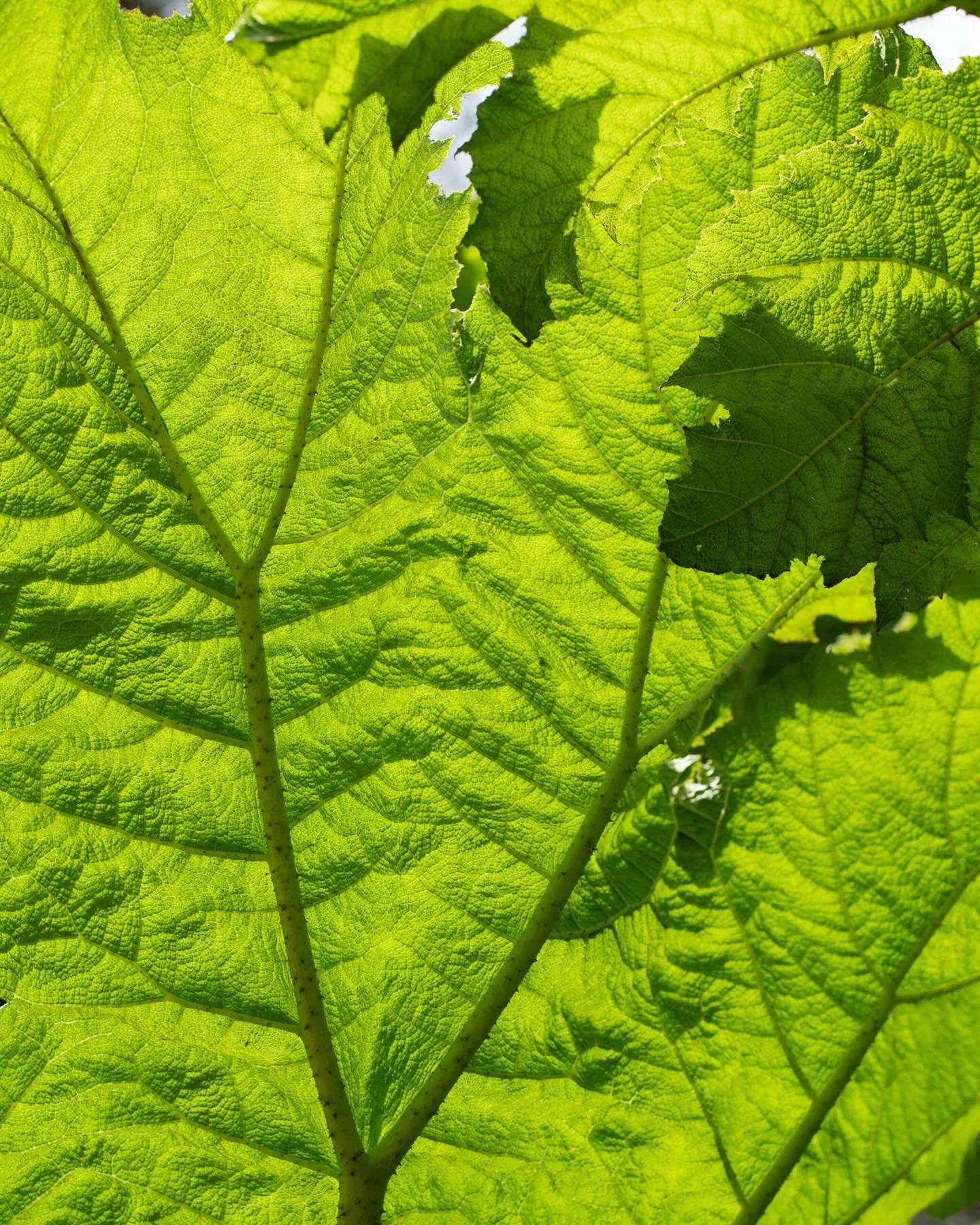 Beyond the gates, a secret garden awaits.

Just 2 very special days a year. All for charity. Thank you @tregothnan for a wonderful weekend. 

So pleased I had a pair of sheer tights in my pocket to capture a fairy wonderland amongst the bluebells, an