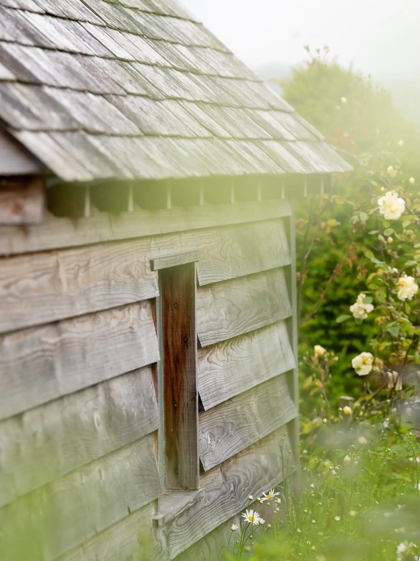 What would your dream garden look like? 

Mine would probably be something like this. A garden studio with Oxeye daisies dancing at the window. Cosy terraces filled with thoughtfully curated planting. And Erigeron covered steps leading down to the wa