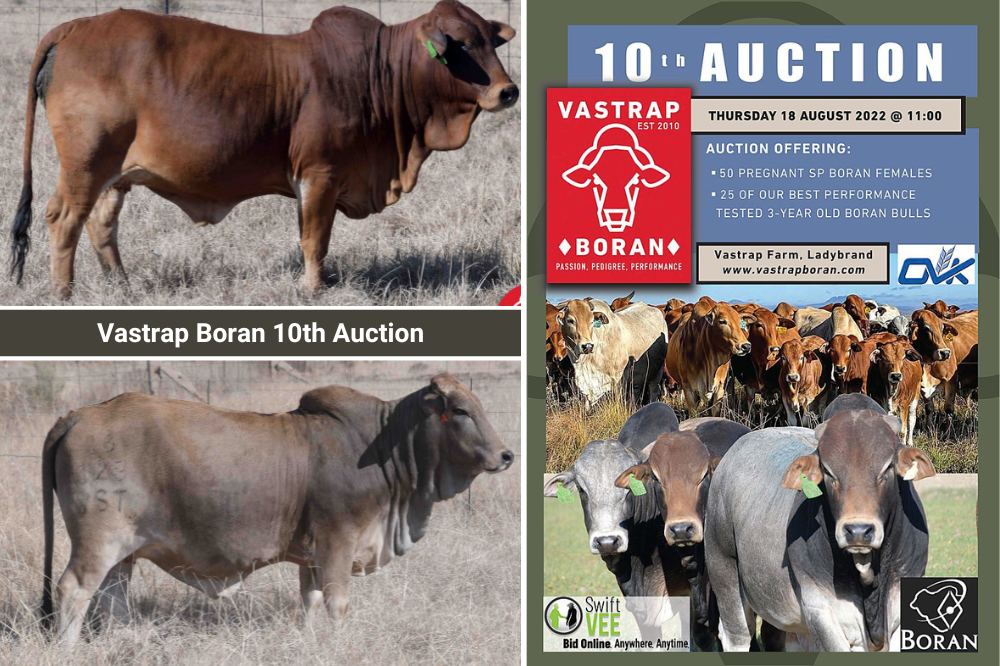 Balance and Functionality at the Vastrap Boran 10th Auction