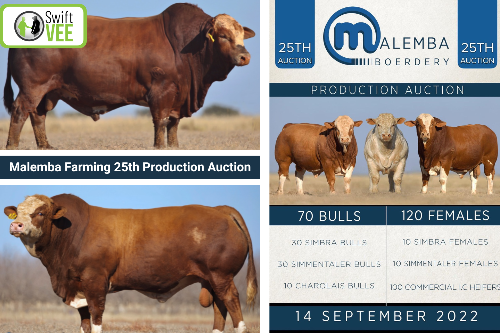 Quality and Efficiency at the Malemba Farming 25th Production Auction