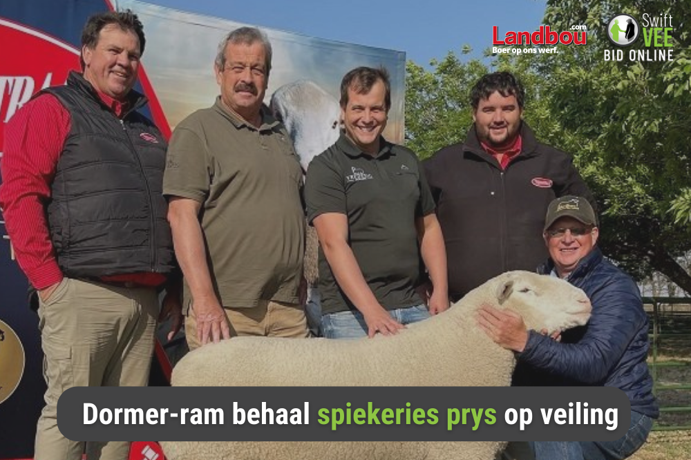 Dormer-ram behaal spiekeries prys op veiling