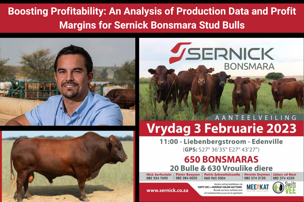 Boosting Profitability: An Analysis of Production Data and Profit Margins for Sernick Bonsmara Stud Bulls