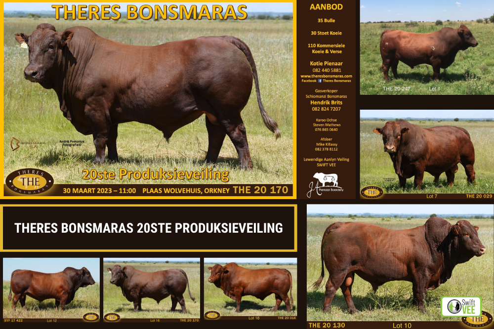 Theres Bonsmaras 20ste Produksieveiling