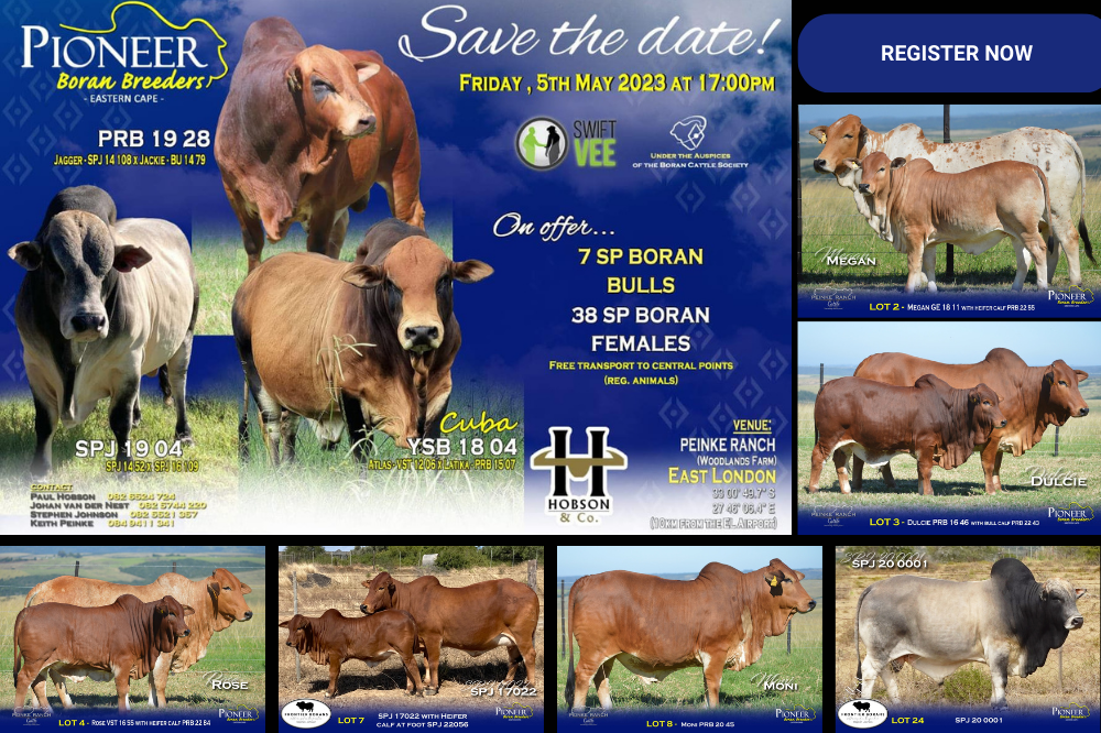 The Pioneer Boran Breeders Sale