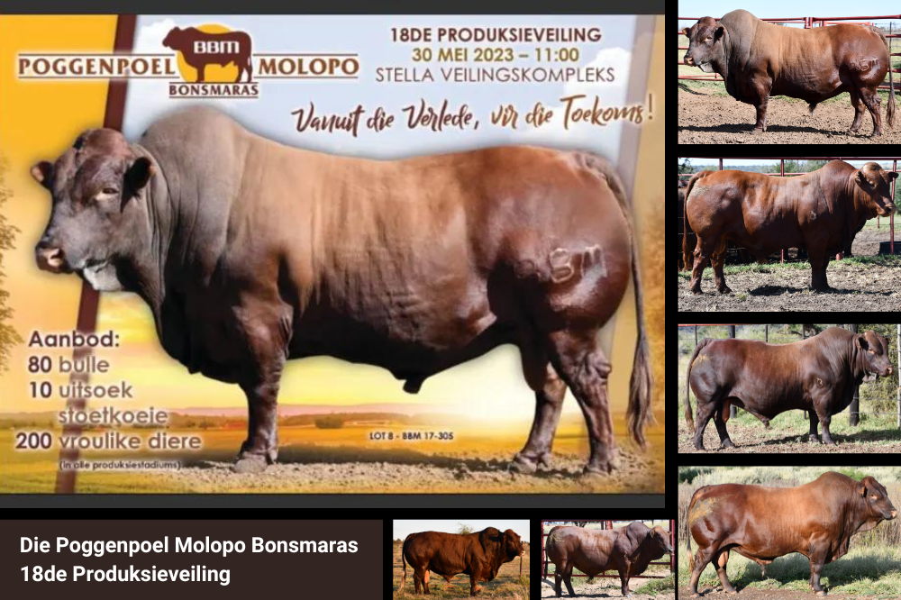 Die Poggenpoel Molopo Bonsmaras 18de Produksieveiling