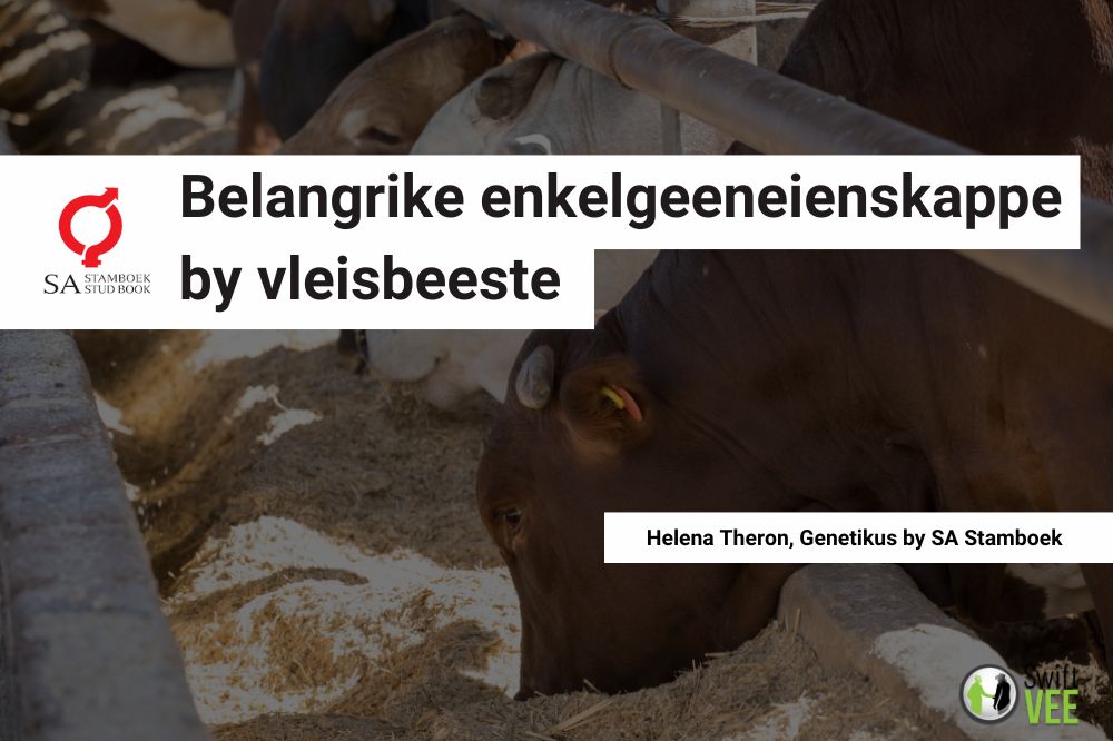 Belangrike enkelgeeneienskappe by vleisbeeste