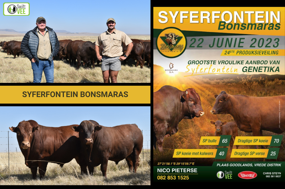 Syferfontein Bonsmaras se 24ste Produksieveiling