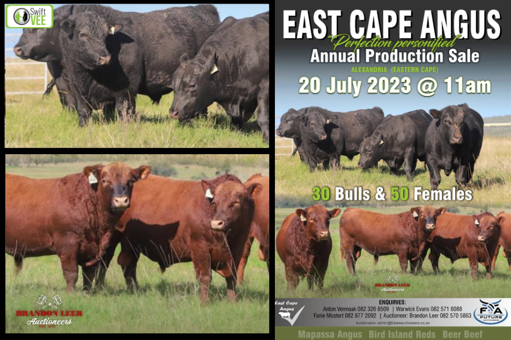 East Cape Angus - Perfection Personified 