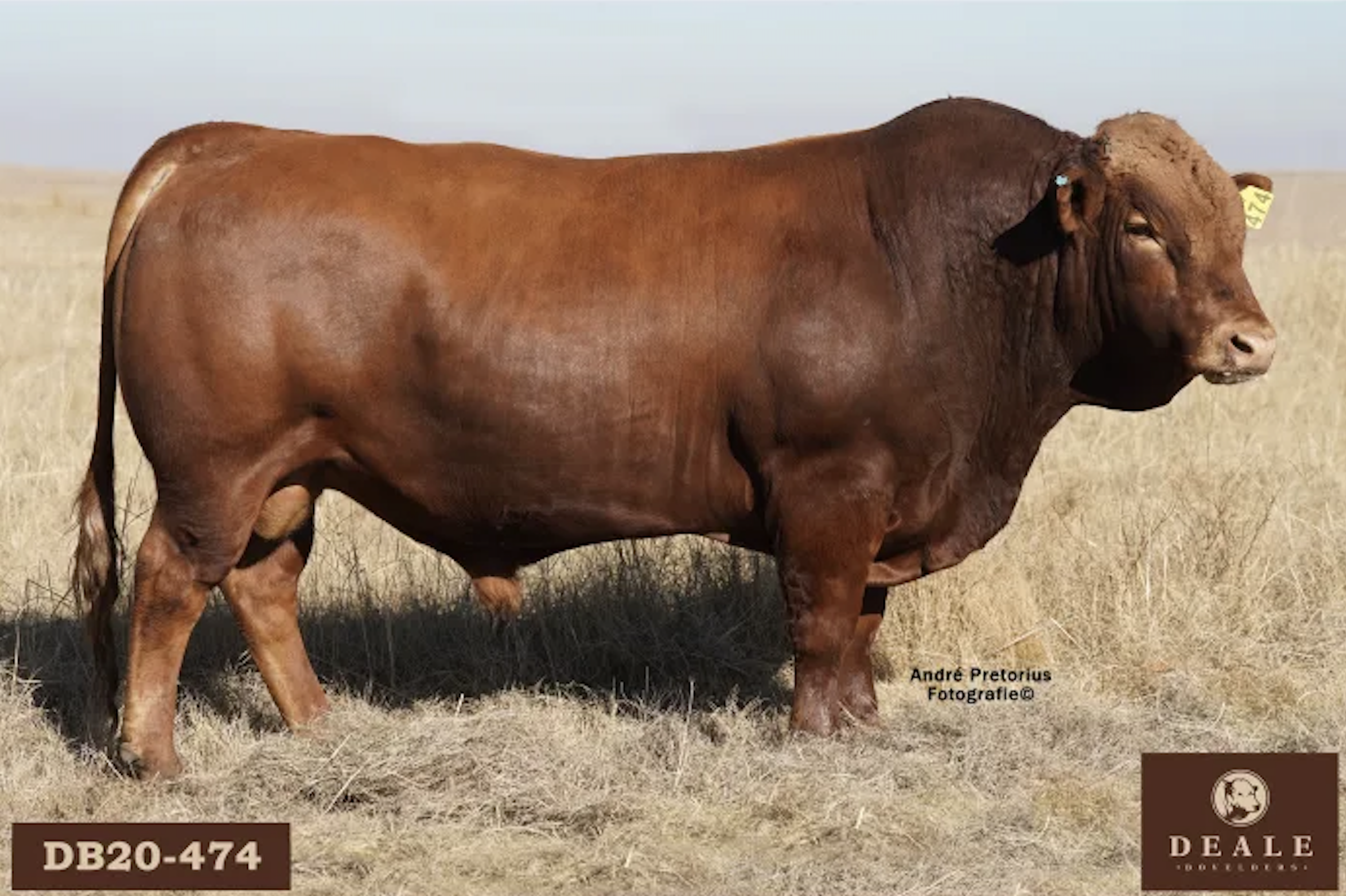 Deale Bovelders: 100 Bulle &amp; 240 koeie