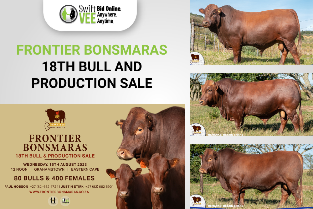 Frontier Bonsmaras 18th Bull &amp; Production Sale