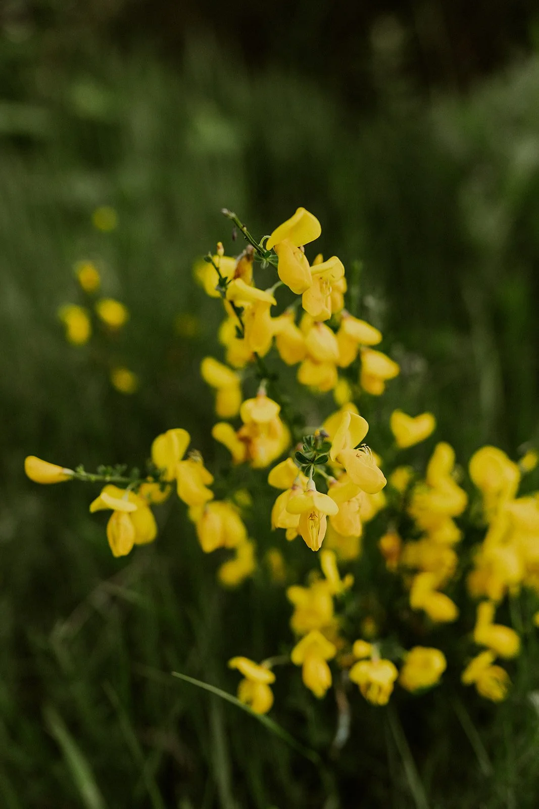 K&T Engagement Photos - Vashon Island-81.jpg