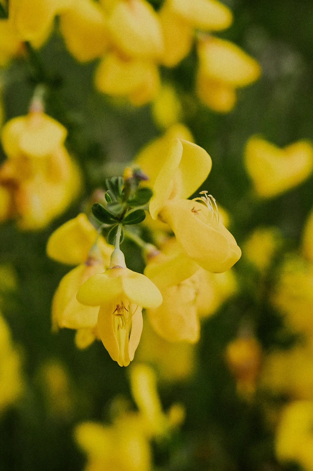 K&T Engagement Photos - Vashon Island-82.jpg