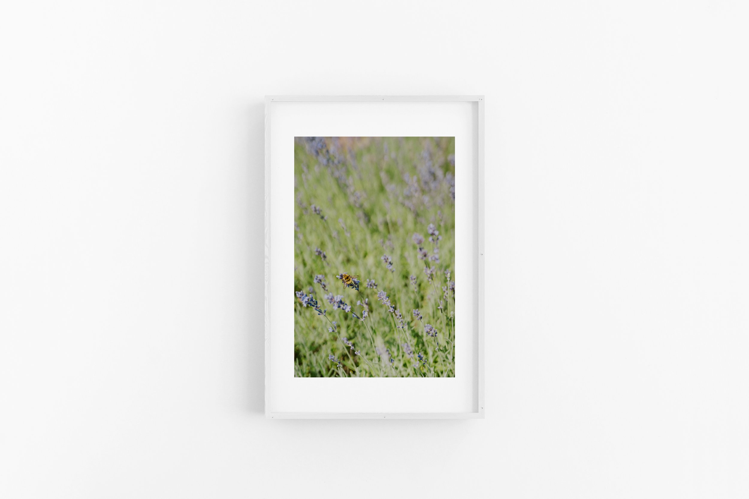 Pollinator - Matted White Frame.jpg