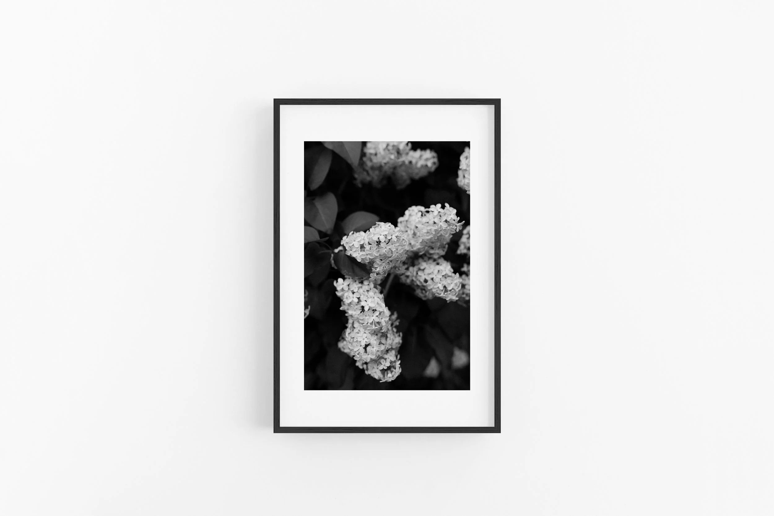 Lilac - B&W - Matted Black Frame.jpg