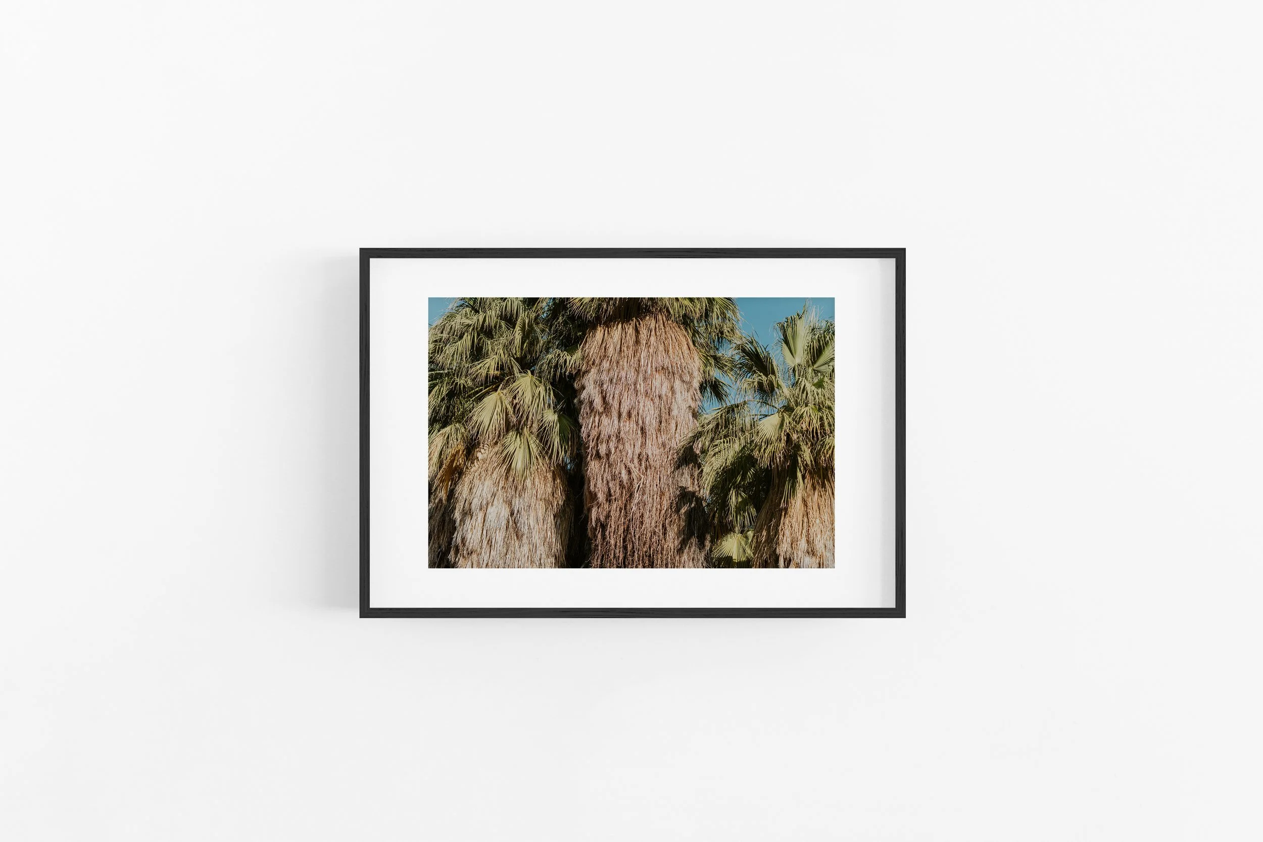 Bearded Palms - Black Frame.jpg