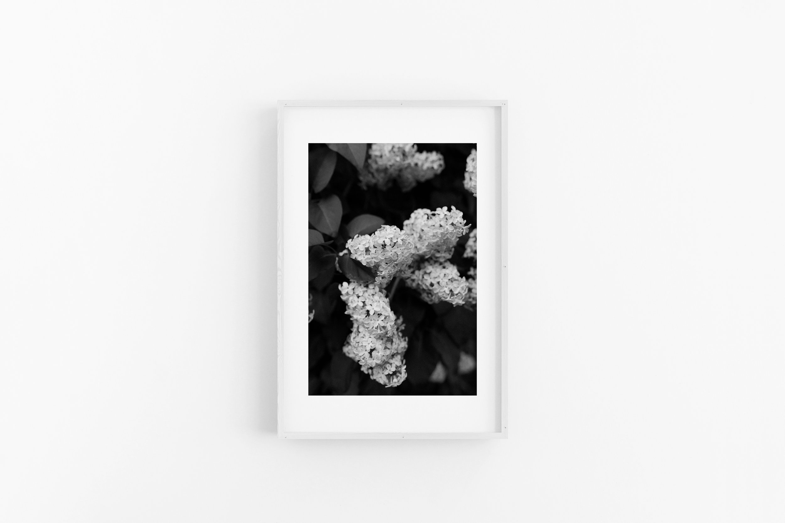 Lilac - B&W - Matted White Frame.jpg