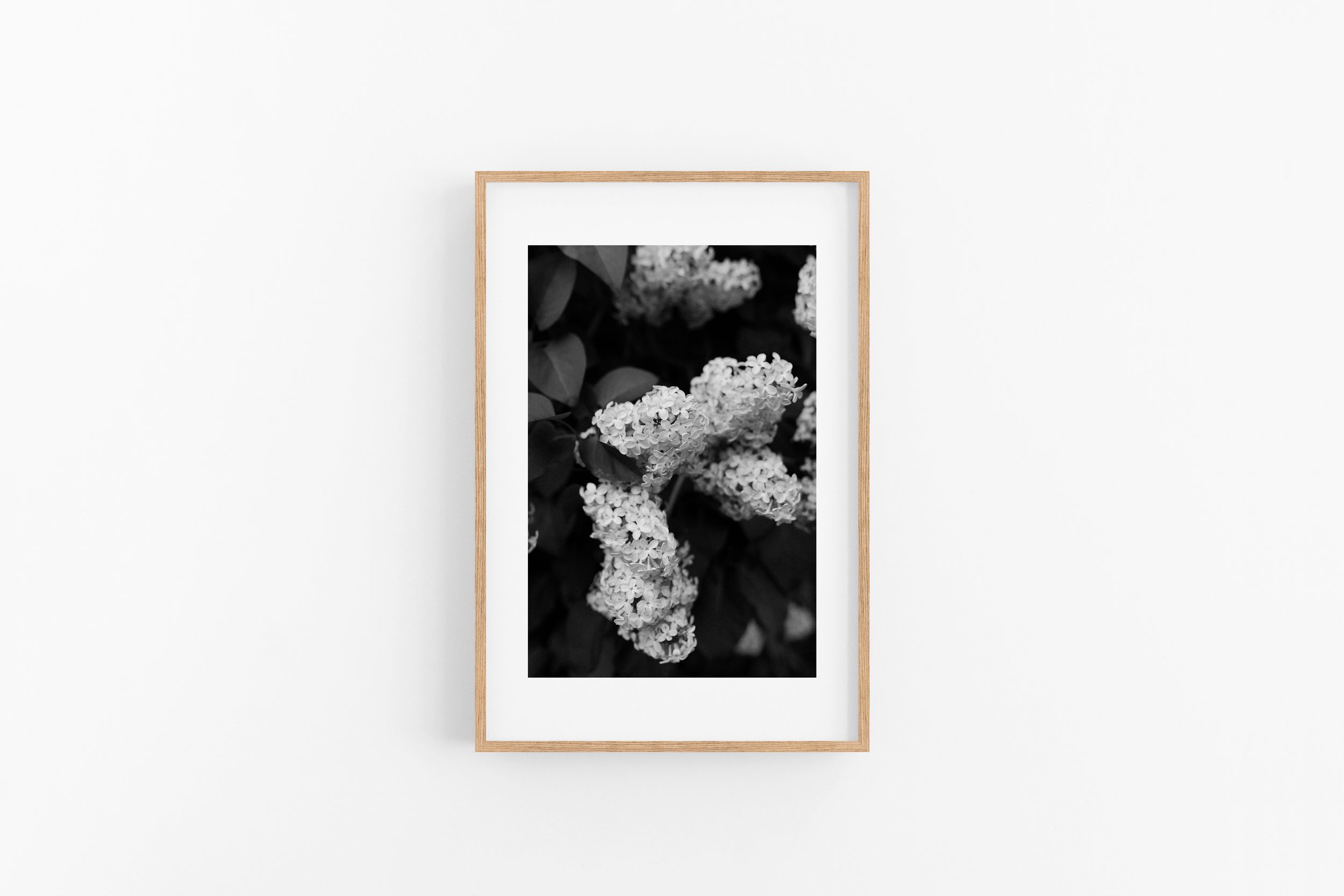 Lilac - B&W - Matted Brown Frame.jpg