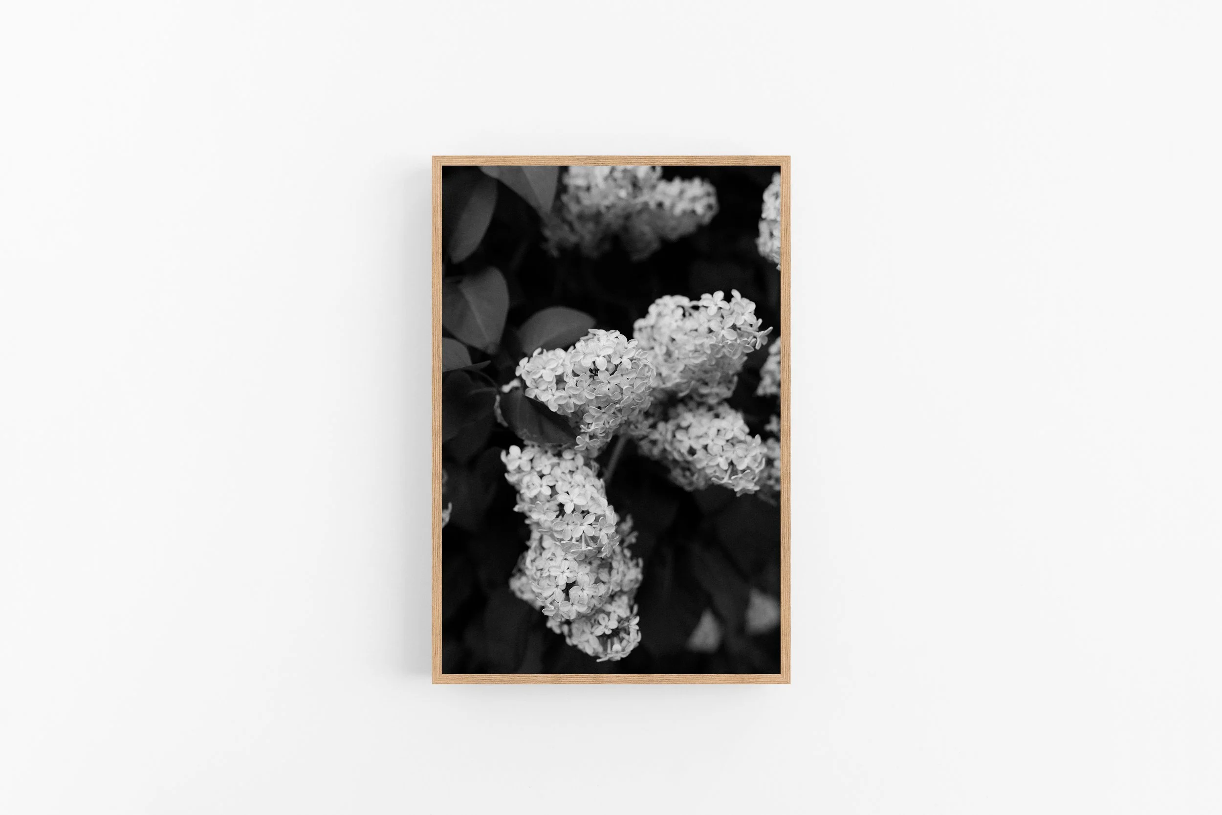 Lilac - B&W - Full Frame.jpg