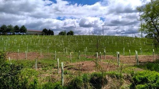 This hillside is becoming a #futureforest 🤗 #treeplanting #tubex #conservation