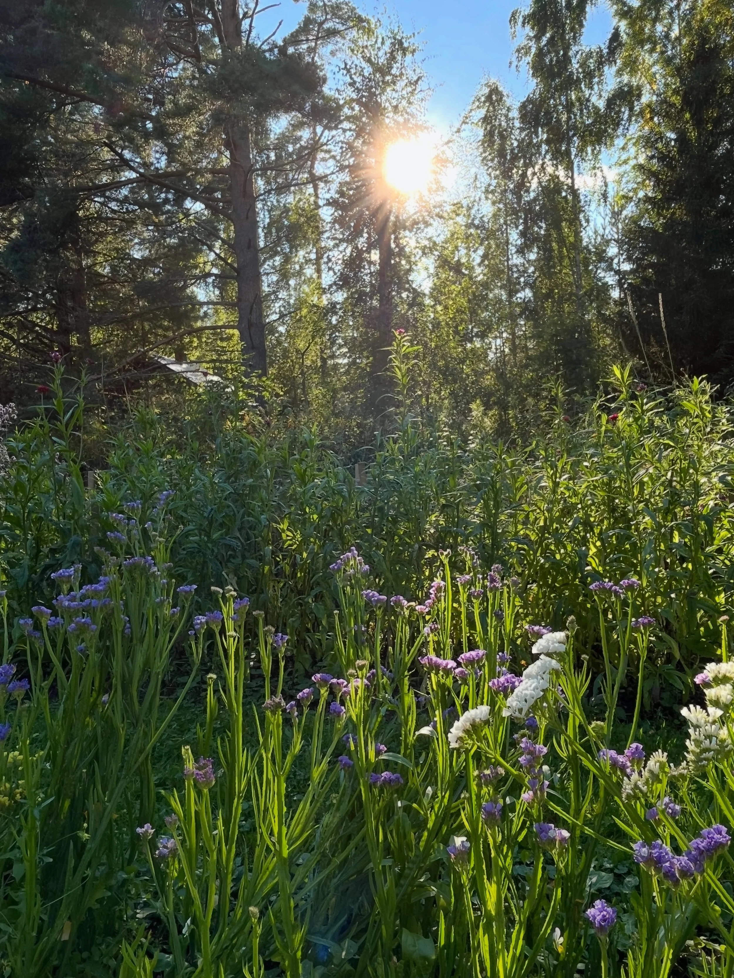 Tervehdys t&auml;ll&auml; viljelij&auml;viikolla Etel&auml;-Savosta, Puumalasta 💛. T&auml;&auml;ll&auml; l&auml;hikukkia viljelee jo kuudetta kes&auml;&auml; Eija, Tarhaneidon kukkatilalta 👋.

Elokuu on ehtinyt jo lopuilleen, mutta kukat kukkamaall