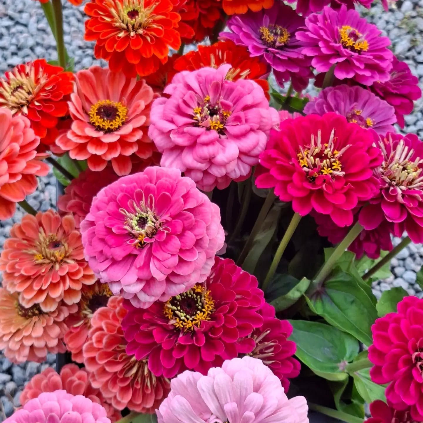 T&auml;m&auml;n kauden tsinniat oli aivan mielett&ouml;mi&auml; ja yks mun parhaimmista onnistumisista ❤️🌸💐

#slowflowersfinland 
#avomaanleikkokukat 
#l&auml;hikukat
#tsinniat 
#zinnia