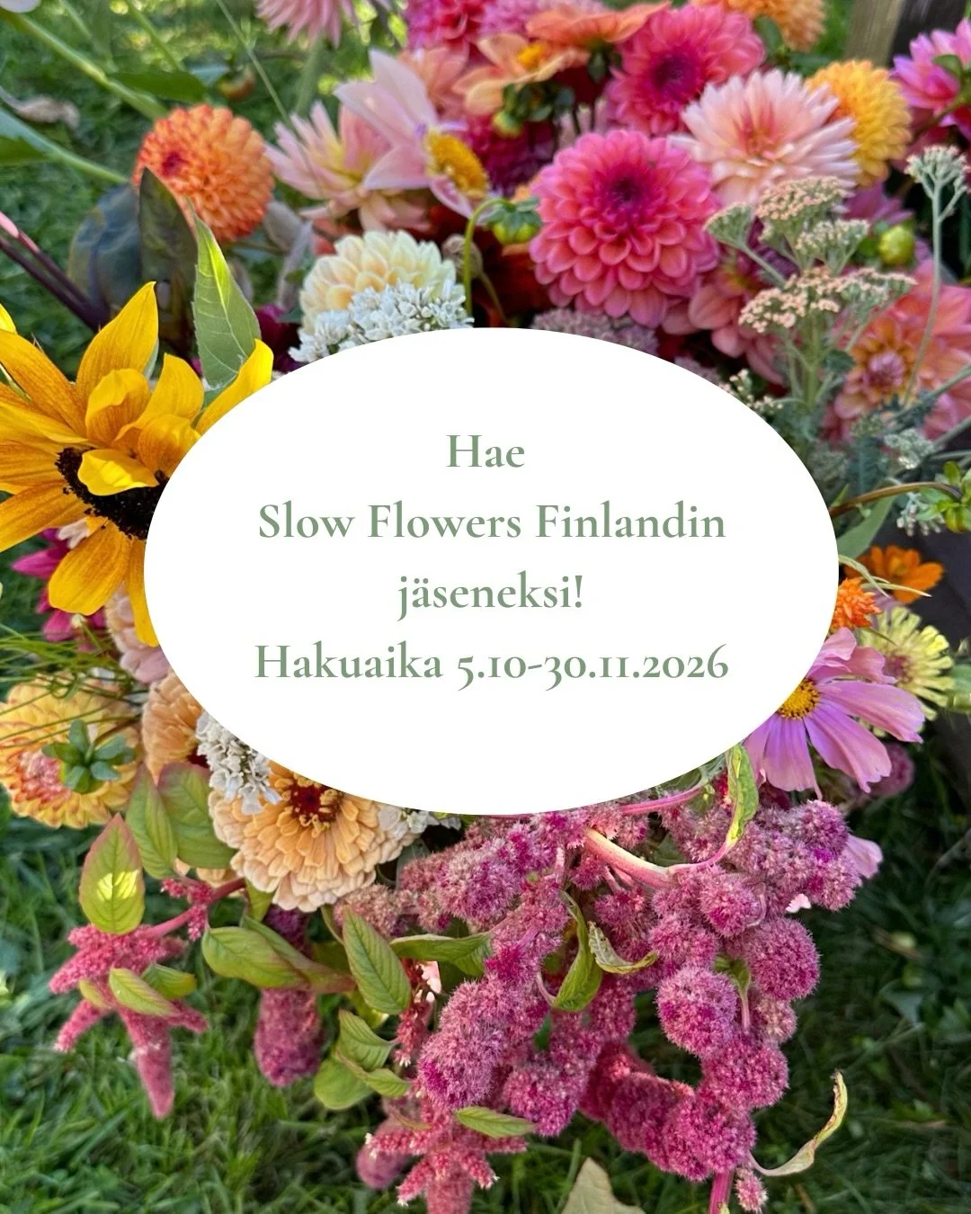 Slow Flowers Finland-yhdistys hakee uusia j&auml;seni&auml;! Tutustu hakukriteereihin tarkemmin nettisivuilla. Haku aukeaa maanantaina ja on auki marraskuun loppuun.
#slowflowers #slowflowersfinland