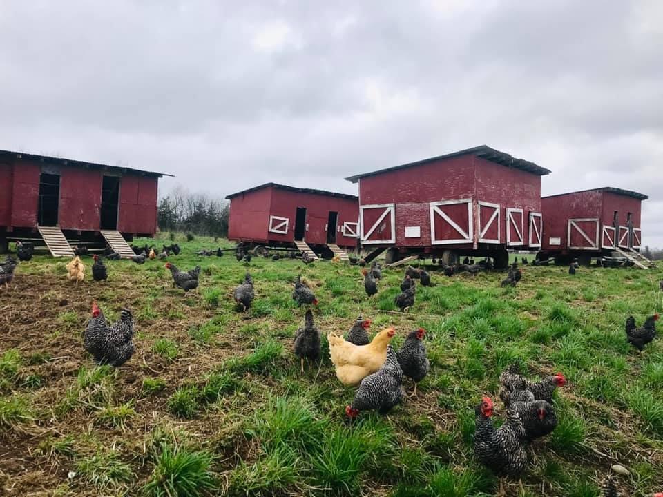 GRAZIN ANGUS ACRES — Grazin' Farm to Table Direct!