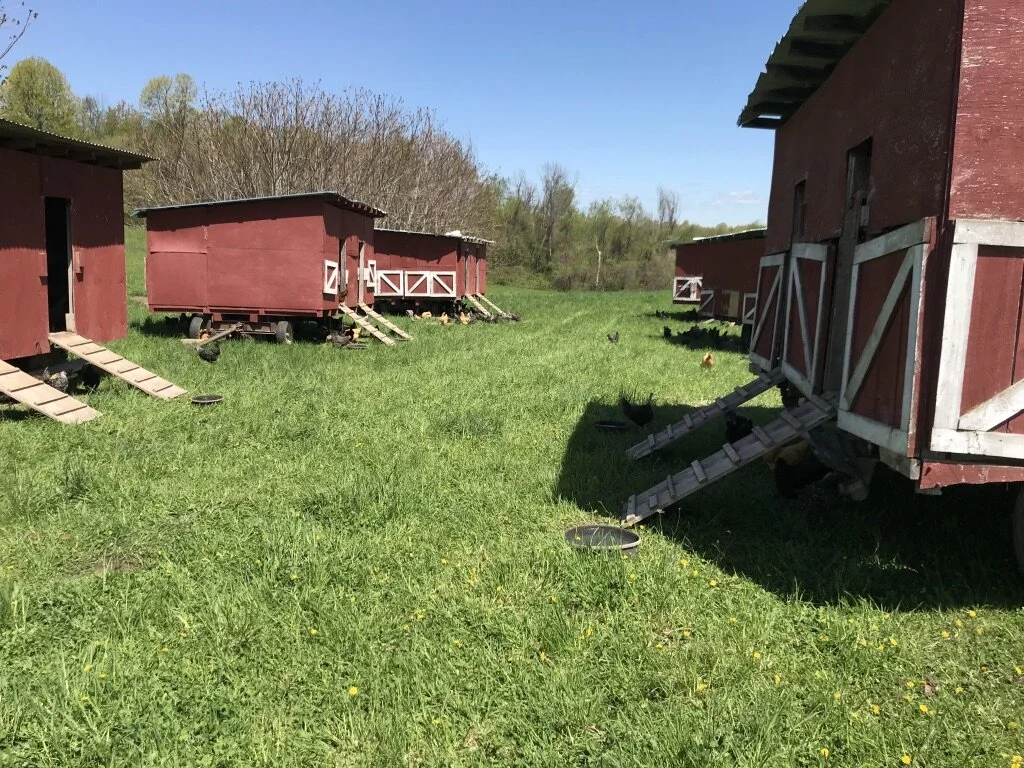 GRAZIN ANGUS ACRES — Grazin' Farm to Table Direct!