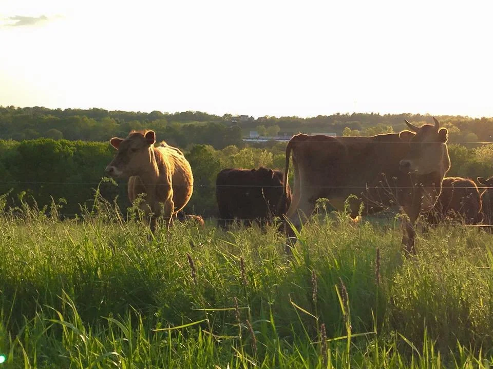 GRAZIN ANGUS ACRES — Grazin' Farm to Table Direct!