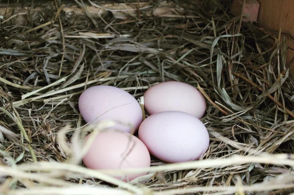 GRAZIN ANGUS ACRES — Grazin' Farm to Table Direct!