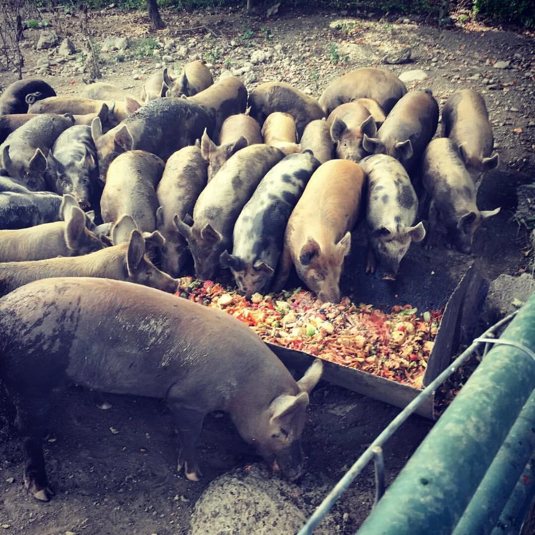 GRAZIN ANGUS ACRES — Grazin' Farm to Table Direct!