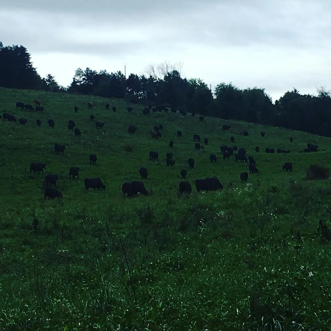 GRAZIN ANGUS ACRES — Grazin' Farm to Table Direct!