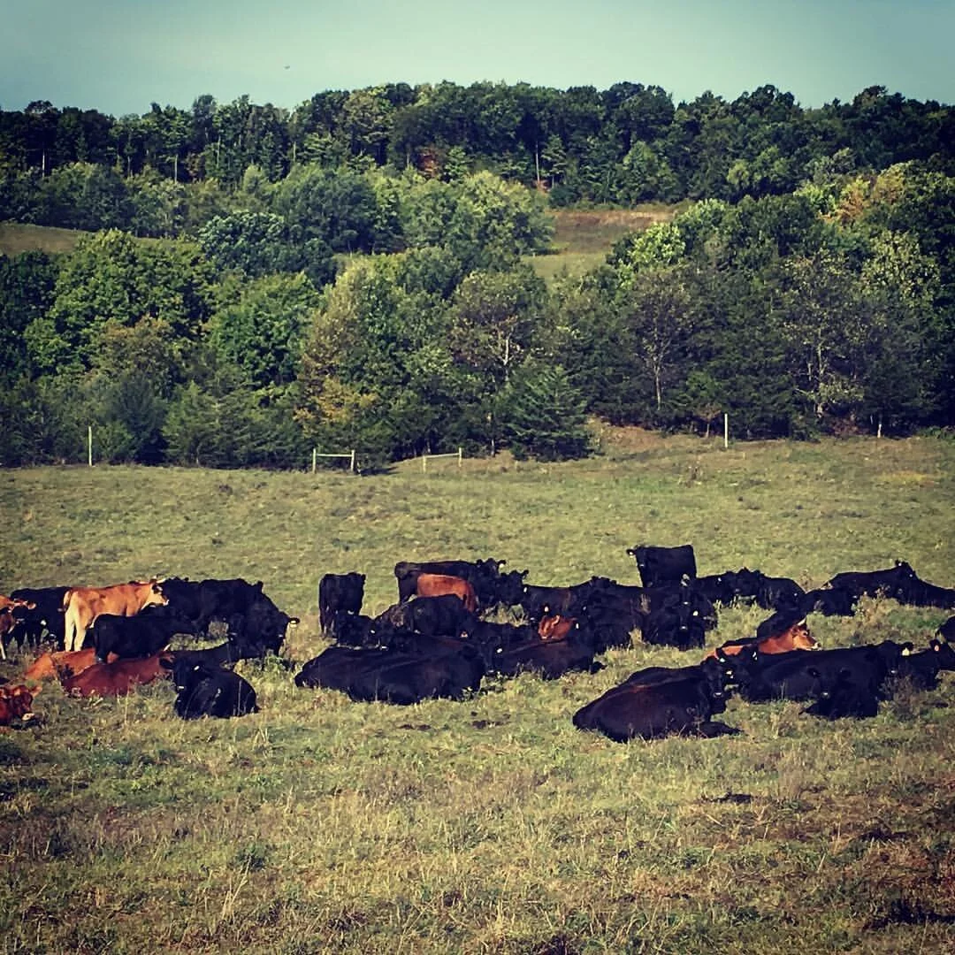 GRAZIN ANGUS ACRES — Grazin' Farm to Table Direct!