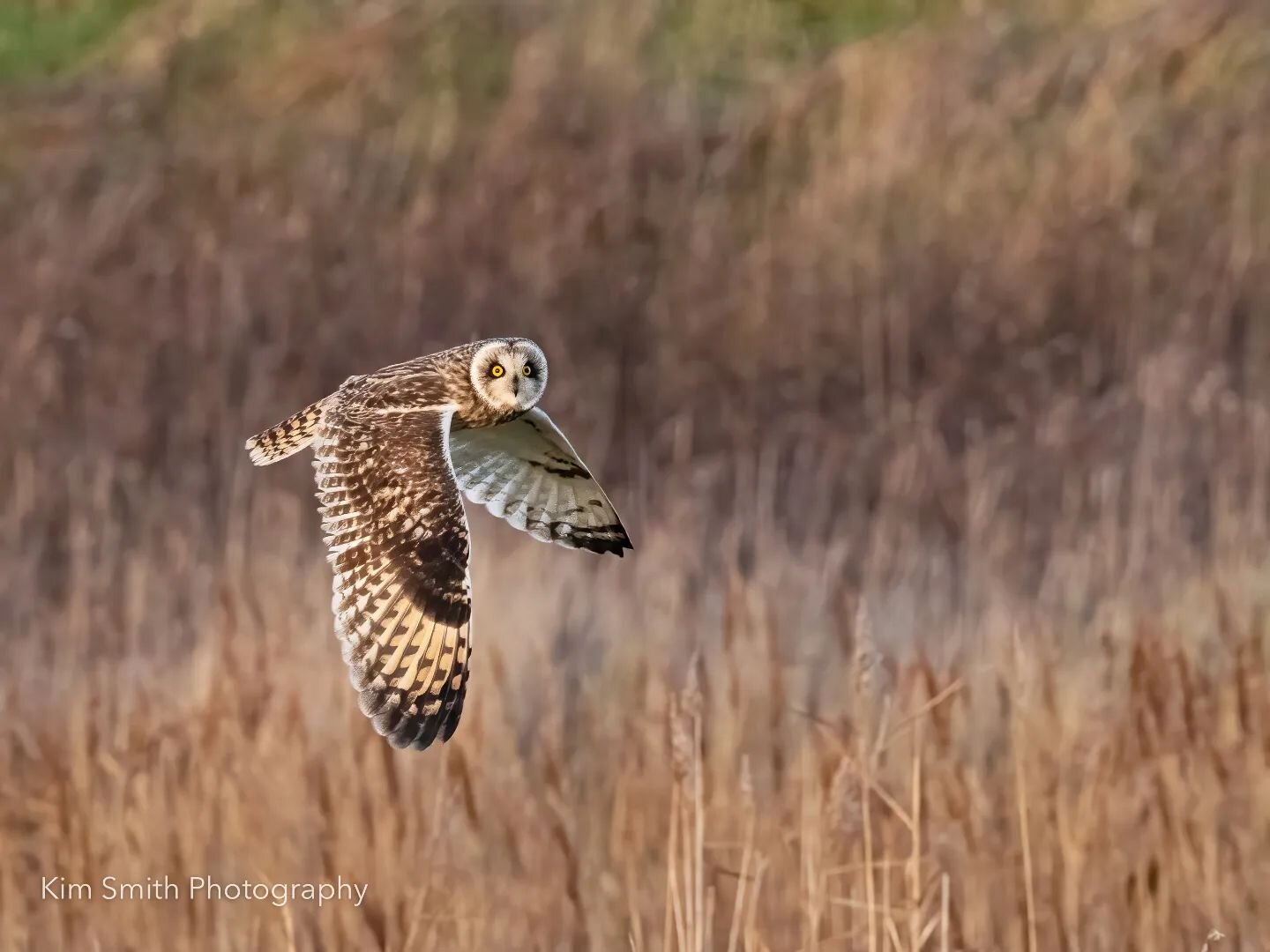 Short Eared Owl. As it was nice yesterday, I thought I would visit the Shorties. I think he saw me. 
.
#owls&nbsp;#bird&nbsp;#owlstagram_feature#owlpainting&nbsp;#birdstagram&nbsp;#owlfamily #owlet
#birdphotography #barnowl #essexwildlifetrust #rspb.