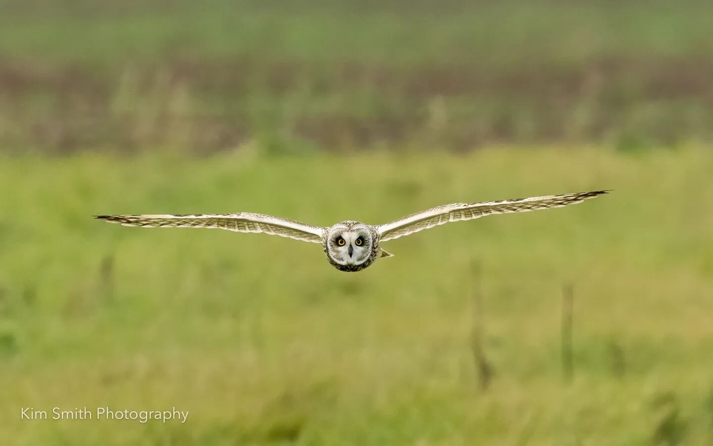 Short Eared Owl 
.
.
#owls&nbsp;#bird&nbsp;#owlstagram_feature#owlpainting&nbsp;#birdstagram&nbsp;#owlfamily #owlet
#birdphotography #barnowl #essexwildlifetrust #rspb. #excellent_wildlife #birdlovers&nbsp;#owlsofinstagram #birdsofinstagram&nbsp;#bir