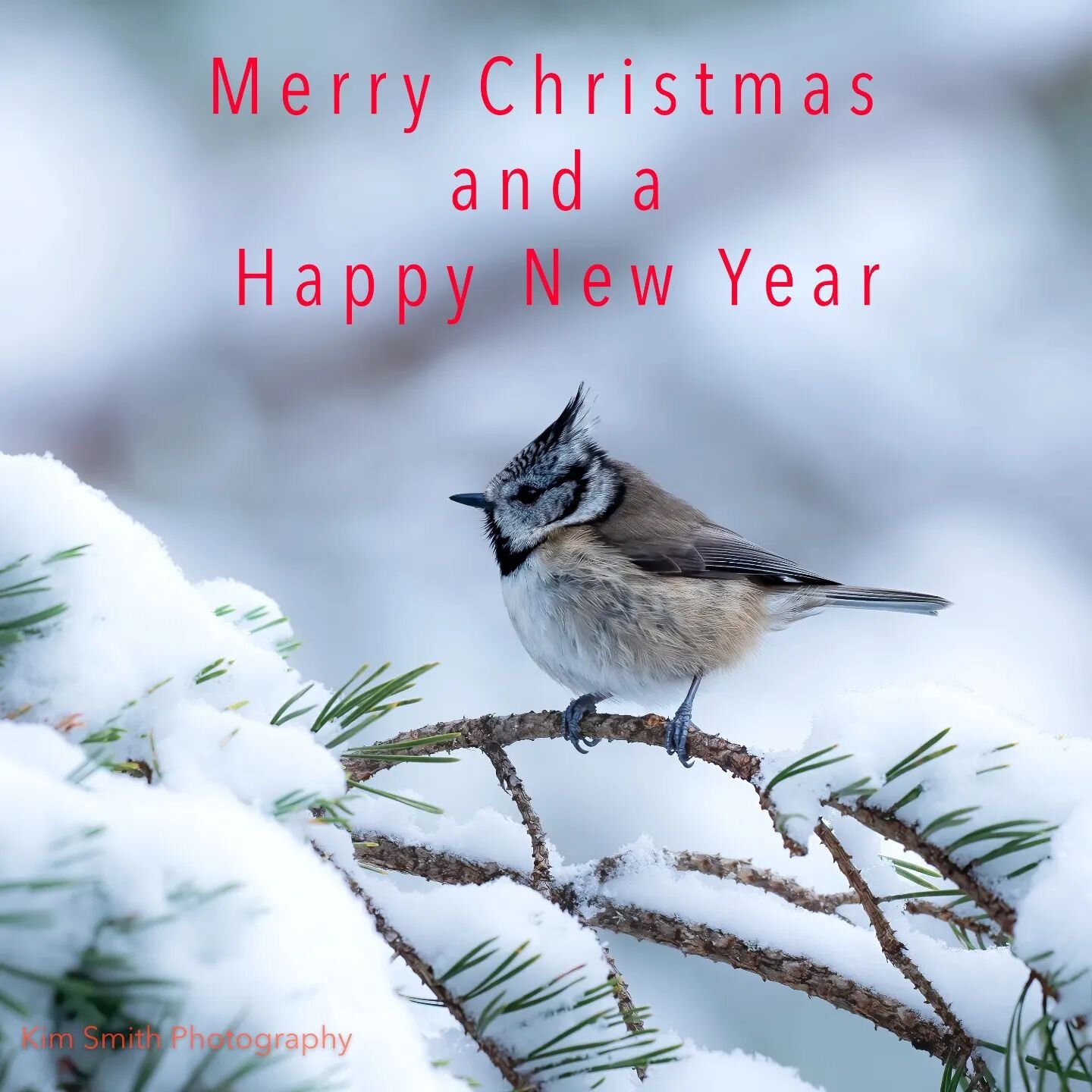 Happy Christmas, everyone 🎄🎁🎅
.
#christmas #crestedtit #cresties  #scottishwildlifephotos #Scotland #cairngorms